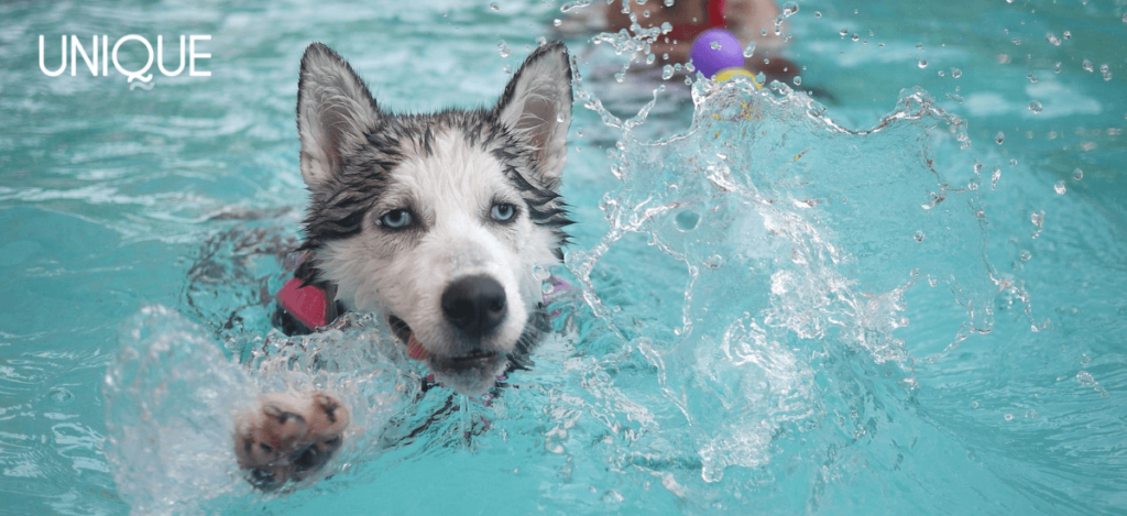 Mon chien peut-il se baigner dans la piscine?